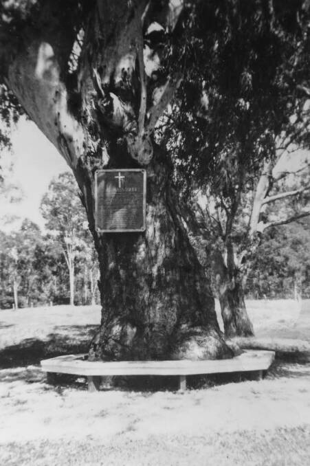 Flashback: The tree in 1946 with the plaque on the trunk and seating around its base which no longer exists.