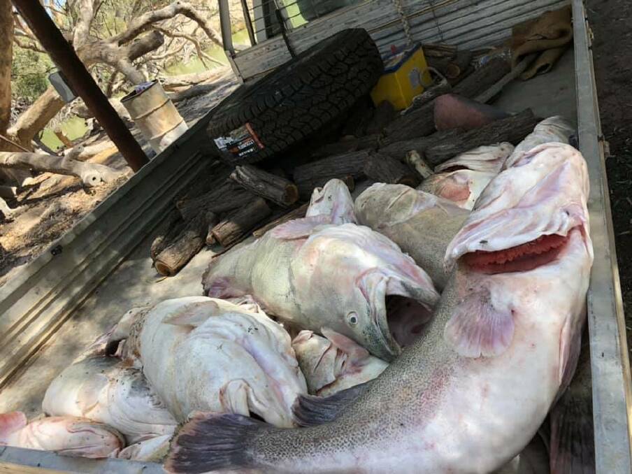Sad sight: Some of the cod pulled from the Darling River as part of a mass fish death linked to the poor state of the waterway.