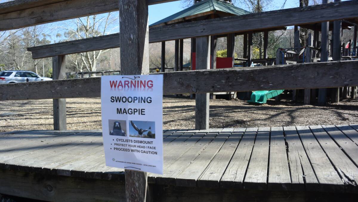 Alert: One of at least six signs dotted around Howitt Park warning of a protective magpie. The notice is attached to the playground near the Ovens River.