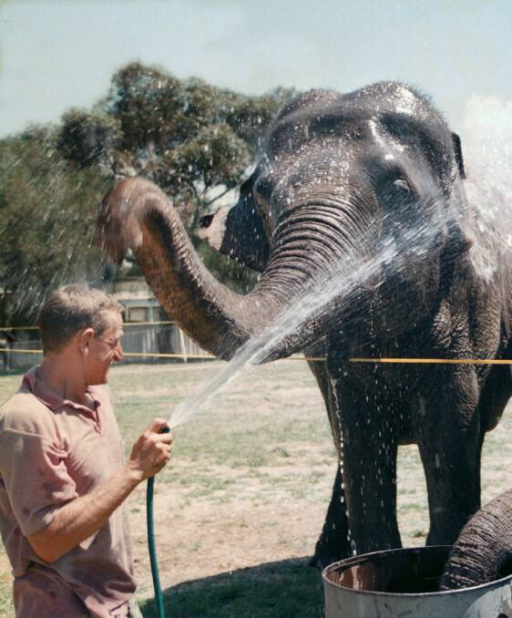 Yesteryear: Tania the elephant gets a hose down from handler Shayne Constable during hot weather in December 1998 when they were based at Wodonga showground for Ashton's Circus shows. 