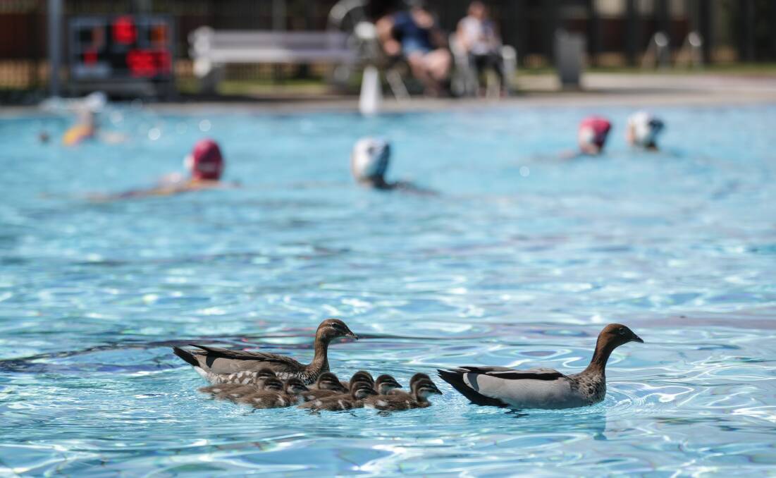 Lot going on: Just like ducks, there is plenty happening above and below the water when it comes to the future of Albury Swim Centre's hours and management.