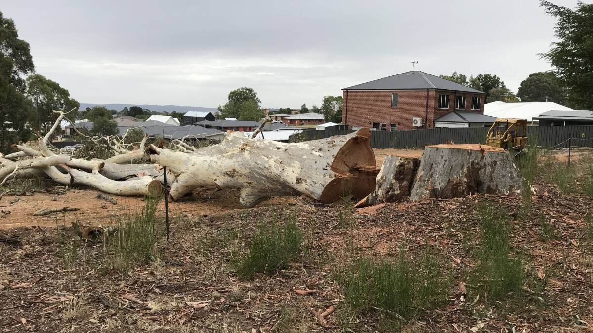 Fallen giant: The brittle gum chopped down close to the Gilchrist Avenue boundary of Mayday Hills.