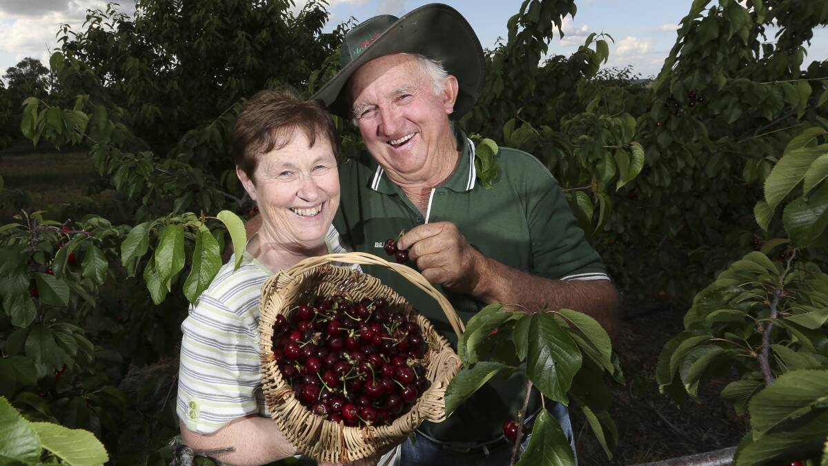 Rich pickings: Lois and Bill Hotson have enjoyed a happy harvest of cherries this season despite the volume being down. The Chiltern couple saw their returns increase on the previous year's tally. Picture: ELENOR TEDENBORG