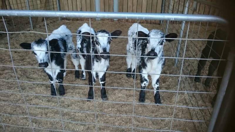 Missing: Three of the calves that were stolen from a farm near Cobram.