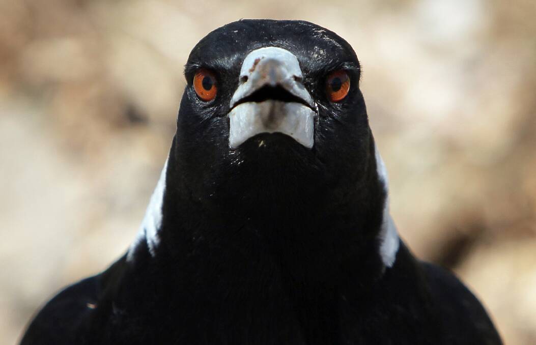 Fired up: A magpie that has been causing problems for those visiting Bright's popular riverside park is set to be killed if it is trapped by Alpine Shire.