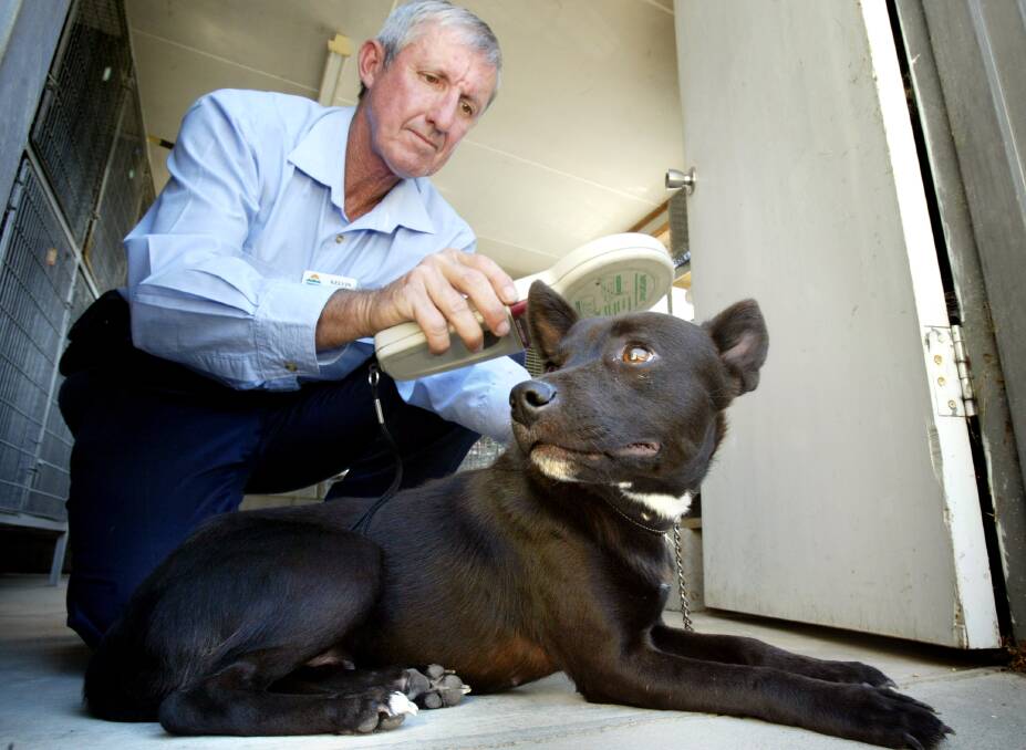 Another role: Kelvin Duke spent time as a council ranger with Wodonga Council. Here is in 2005 demonstrating microchipping on a stray dog.