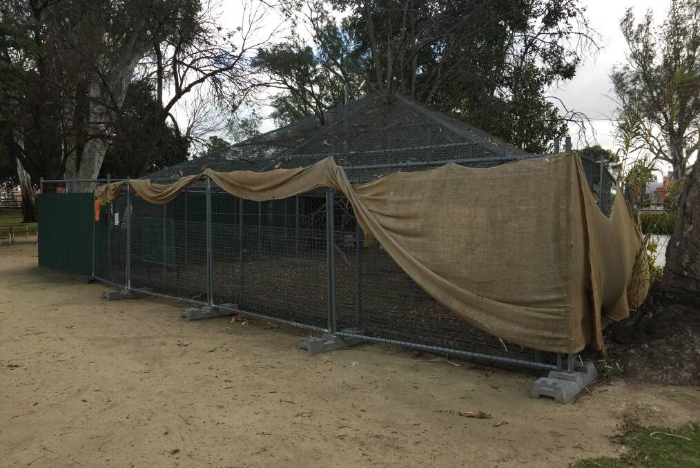 Forlorn sight: Perimeter fencing has been erected around Deniliquin's Waring Gardens aviary in preparation for its dismantling. A peahen and golden pheasant are the only remaining birds.