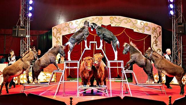 BACKFLIP: New twist in city’s circus land ban