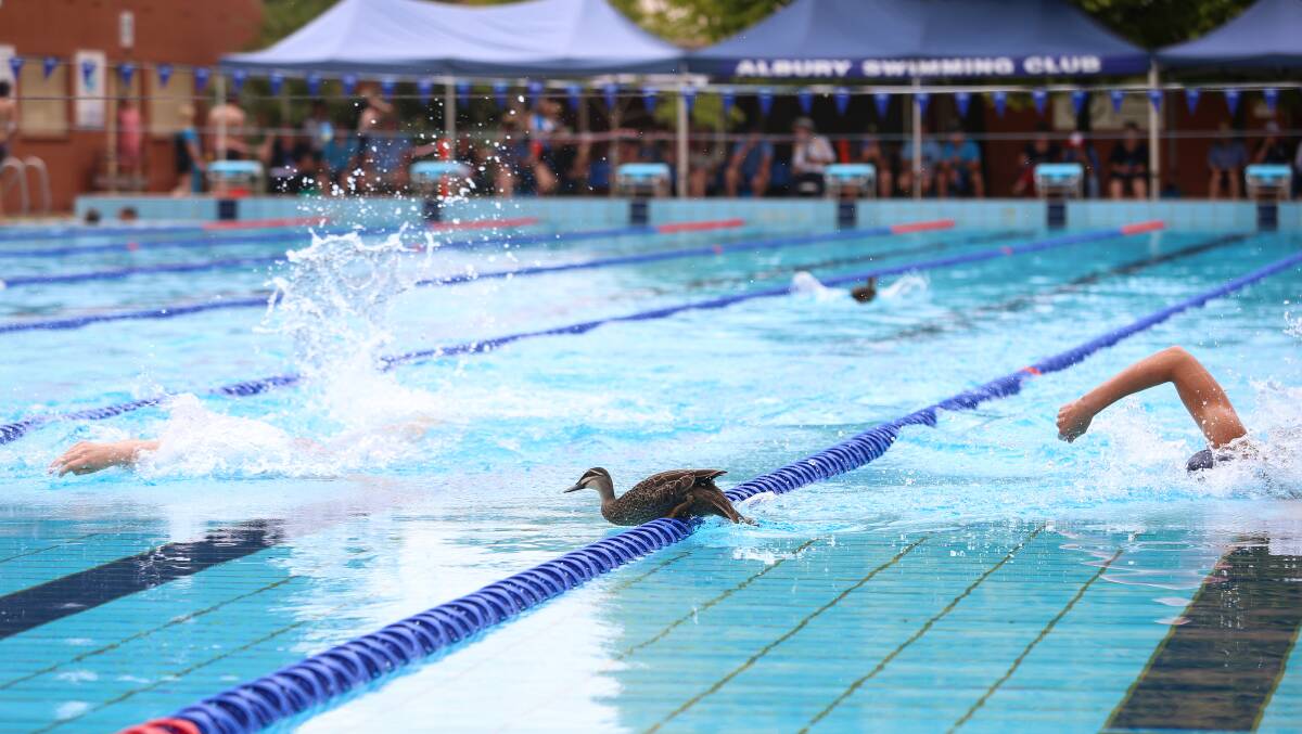 Paddling along: A duck navigates a lane rope during a swimming session at the Albury aquatic centre.