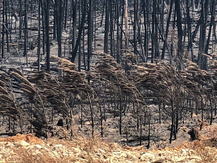 Scars clear: A burnt out plantation in South West NSW as a result of the fires that hit a large swathe of forests in the region, which includes Tumut and Tumbarumba.
