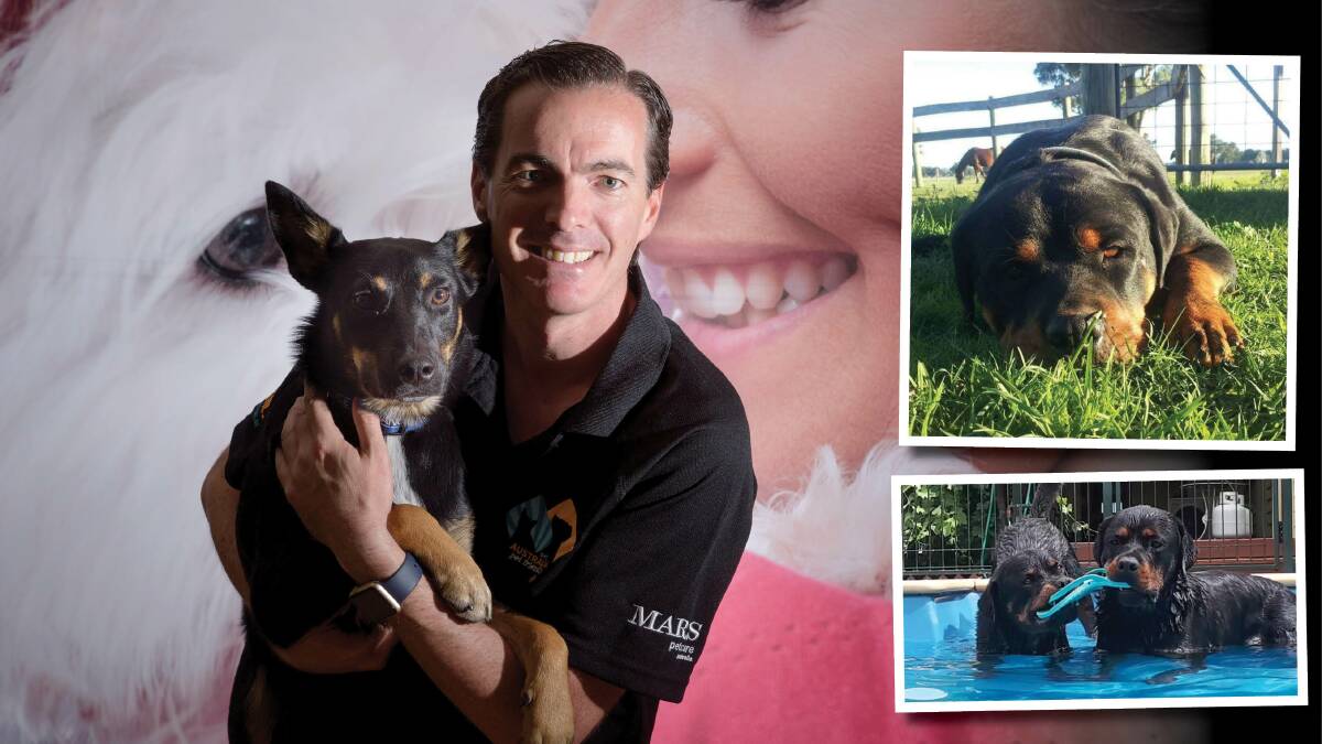 Dogs' life: Mars Petcare chief Barry O'Sullivan with his pet kelpie Lola and insight pictures of Jodi Burnett's dog Titan before he was diagnosed with megaoesophagus.
