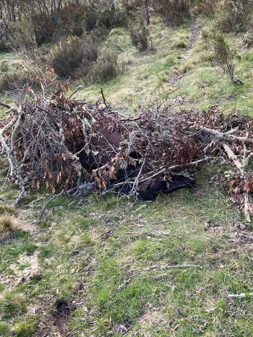 Hidden carcass: A photograph supplied by Marie Nuske of what she says is a dead brumby found covered in branches in Alpine National Park.