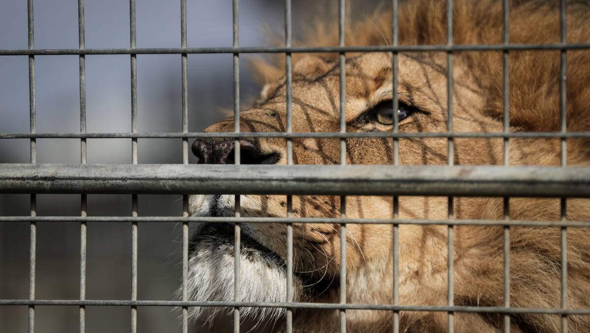 Not wanted: Wodonga Council will no longer allow performing lions, such as this one from Lennon Bros Circus, on its land after a decision on Monday night.
