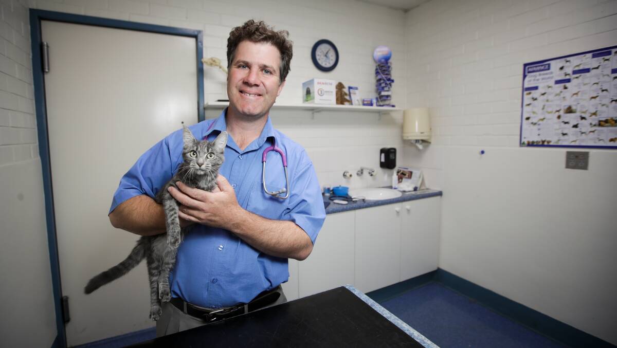 Feline good: Justin Clancy at his East Albury veterinary clinic on Monday with Kia, a female rescue cat. Picture: JAMES WILTSHIRE