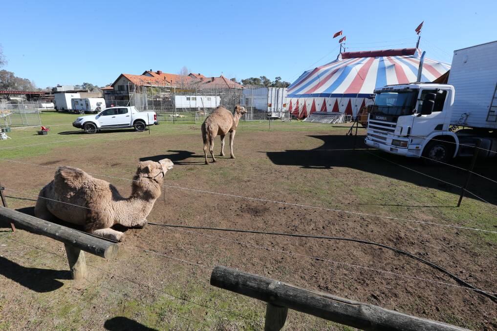 On the outer; Camels are some of the other exotic animals that travel with Lennon Bros Circus, one of two troupes in Australia with imported creatures. 