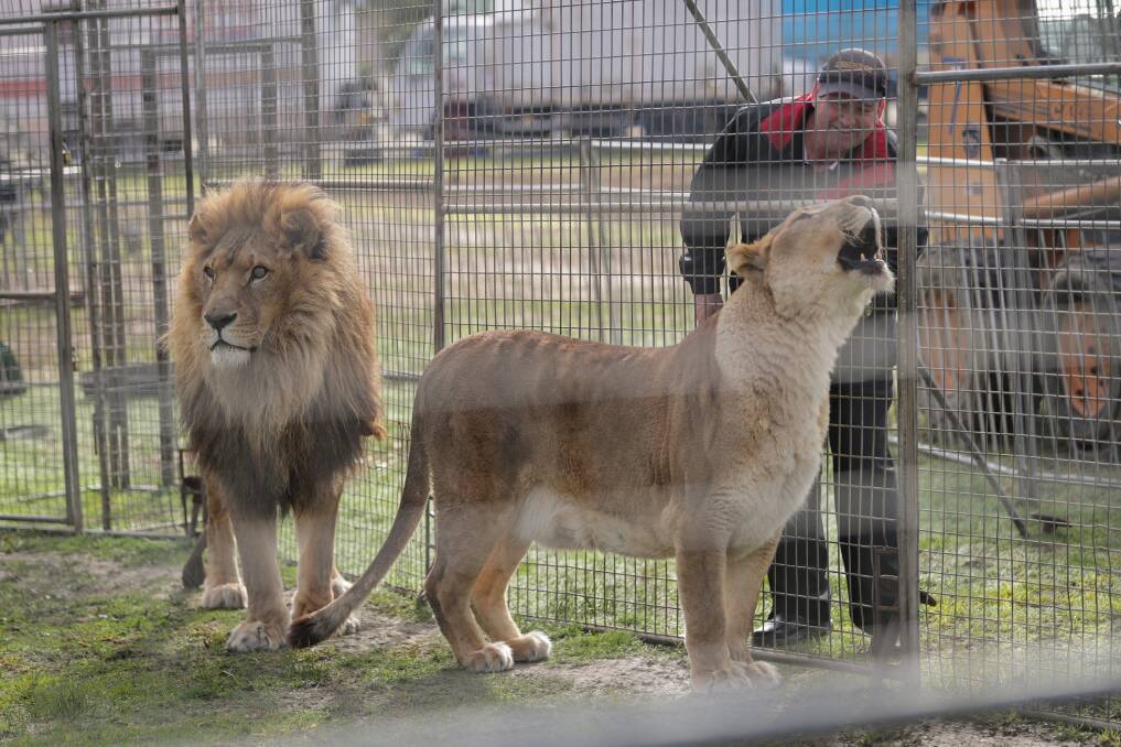 Lions' den: Warren Lennon with captive-born Kovu and Kiara. Kovu's retired while Kiara performs with another lioness. Picture: JAMES WILTSHIRE