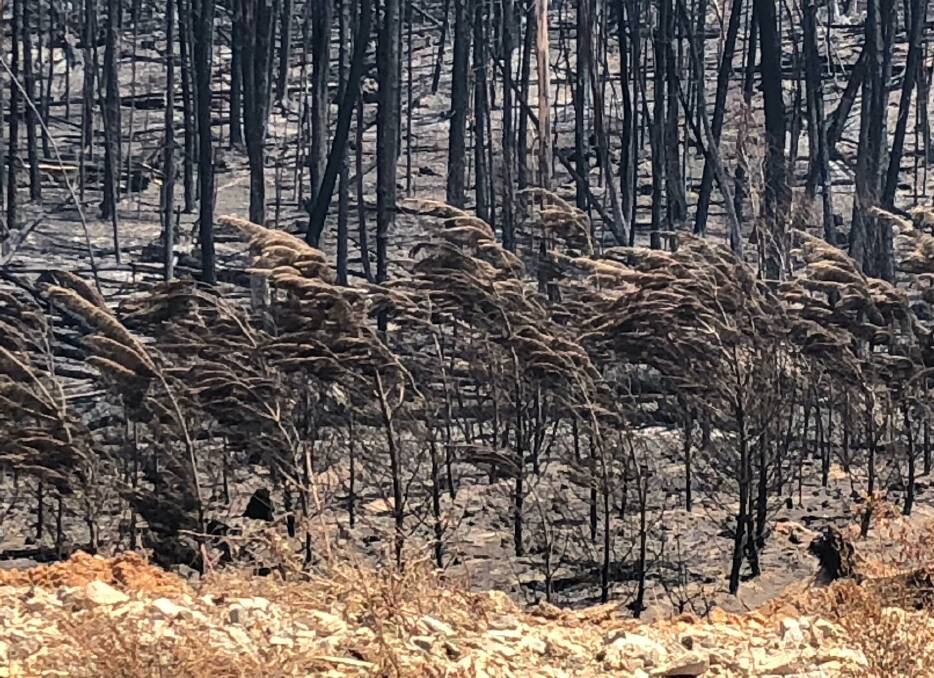 Blackened: Three to four year-old plantation trees in the Grass Hills State Forest near Batlow left charred after the bushfires earlier this year.
