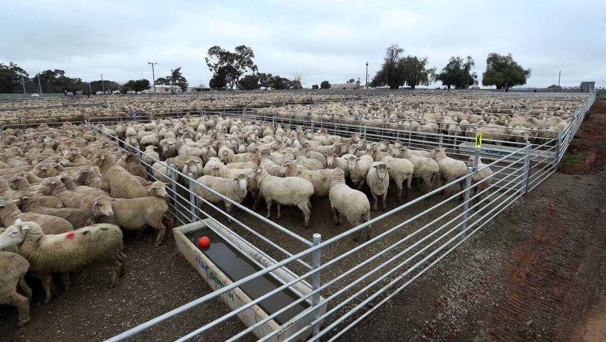 Makeover: Concrete pens are coming to Corowa saleyards as part of an upgrade supported by Federation Council.