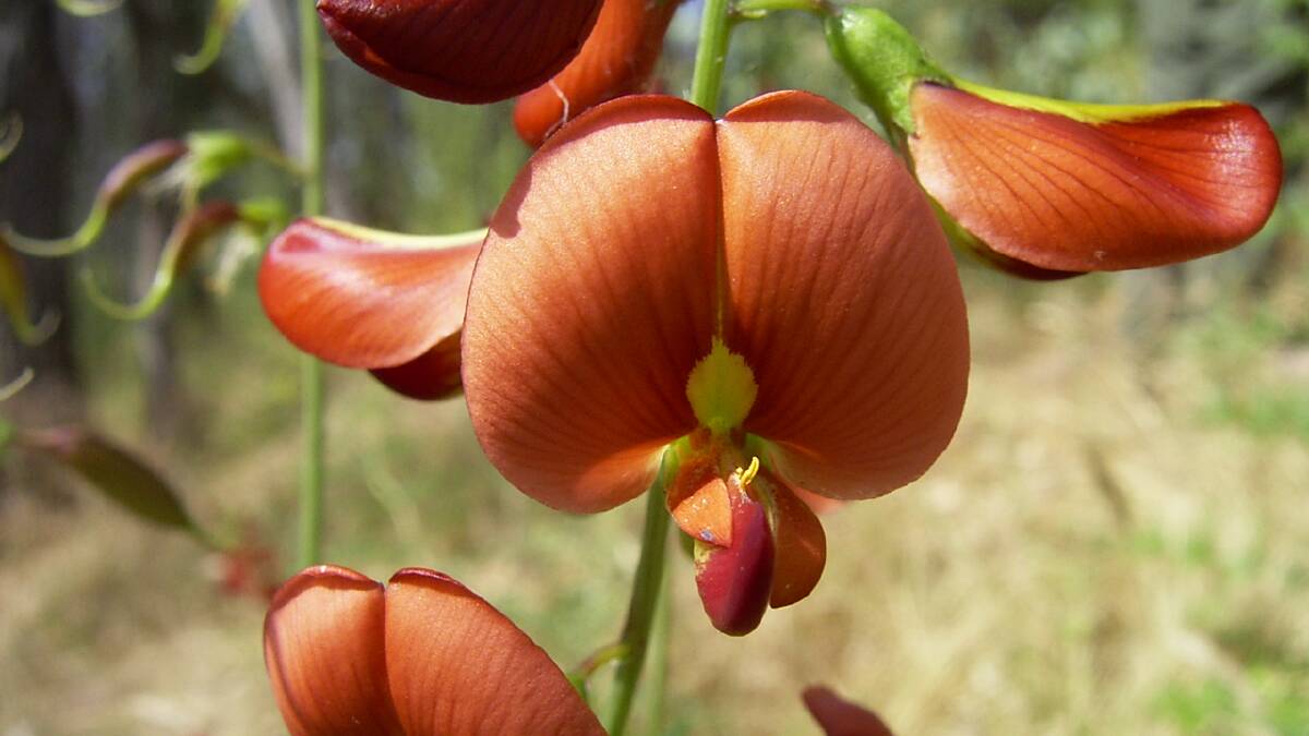 Rarity: The smooth darling pea which can only be found in Victoria at two sites, with one part of the Felltimber Creek Nature Conservation Reserve.
