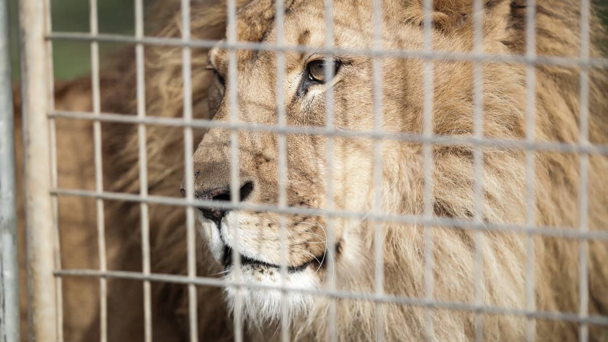 ‘Unfair and inappropriate’ to seek lions ban, Wodonga councillor says