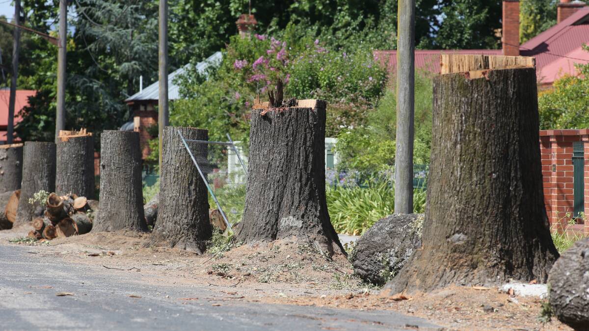Cut down: Pin oak stumps line Griffith Street after their branches and foliage were removed as part of a project to upgrade the roadway which runs into Albury High School.