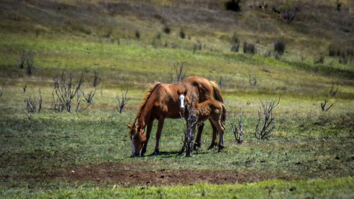 Gone feral: A file image of a wild horse and a foal. Brumby advocate Marilyn Nuske is critical of the Victorian government culling brumbies during foaling season, leaving young horses unassisted.