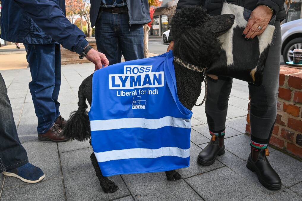 Colours on show: It was clear who this dog's owner supported when people walked by in High Street on Saturday. 