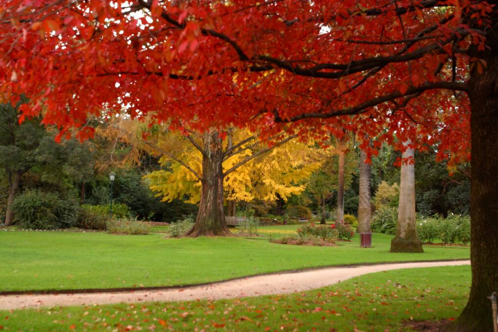 At its most colourful: Leaves change their hue during autumn at the Albury Botanic Garden. 