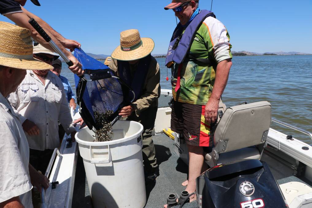 In they go: A school of Murray cod fingerlings are tipped into a bucket before being taken out for release in the waters of Lake Hume.