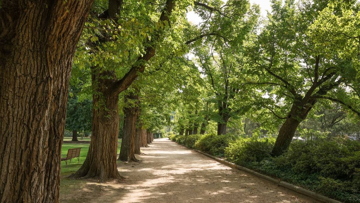 On borrowed time: The avenue of elms in the Albury Botanic Gardens on a sunny day. They are set to be felled after being found in poor condition.