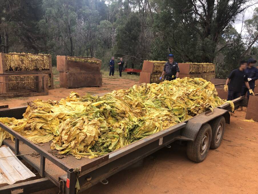Seized tobacco leaves found as part of raids on NSW properties. Picture: AUSTRALIAN TAX OFFICE