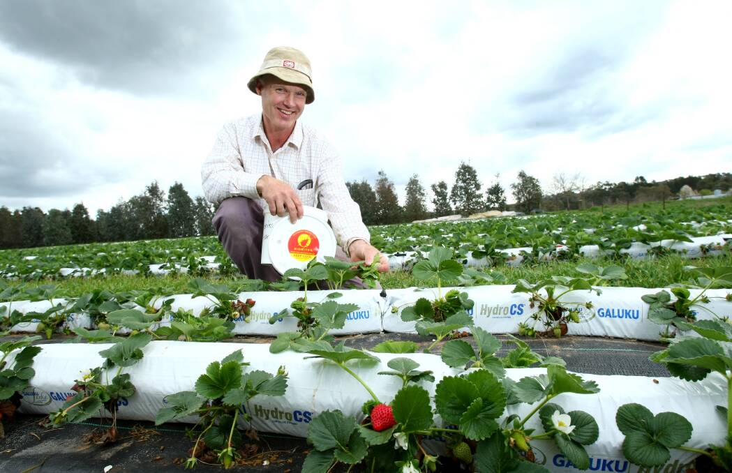 No sting: Beechworth Berries owner Bob Dunnett expects the discovery of needles in supermarket sold punnets will result in more interest for his produce.