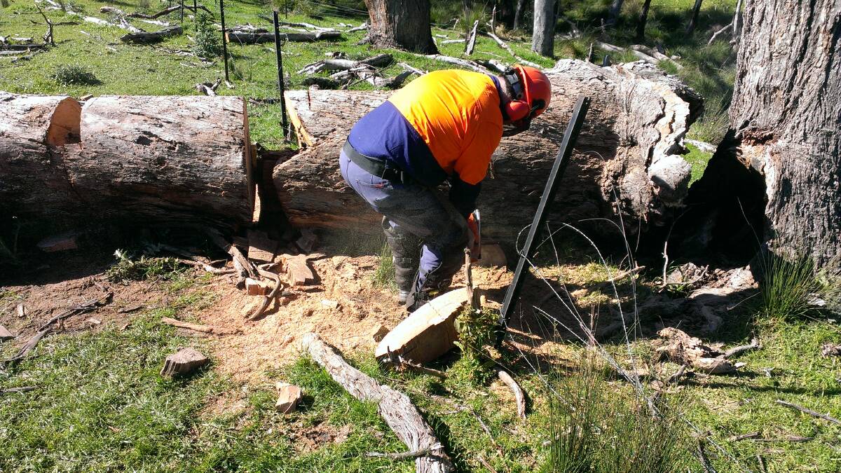 Cutting: A Parklands Albury Wodonga ranger with a chainsaw that was stolen during a raid at the environment group's base on Gateway Island.