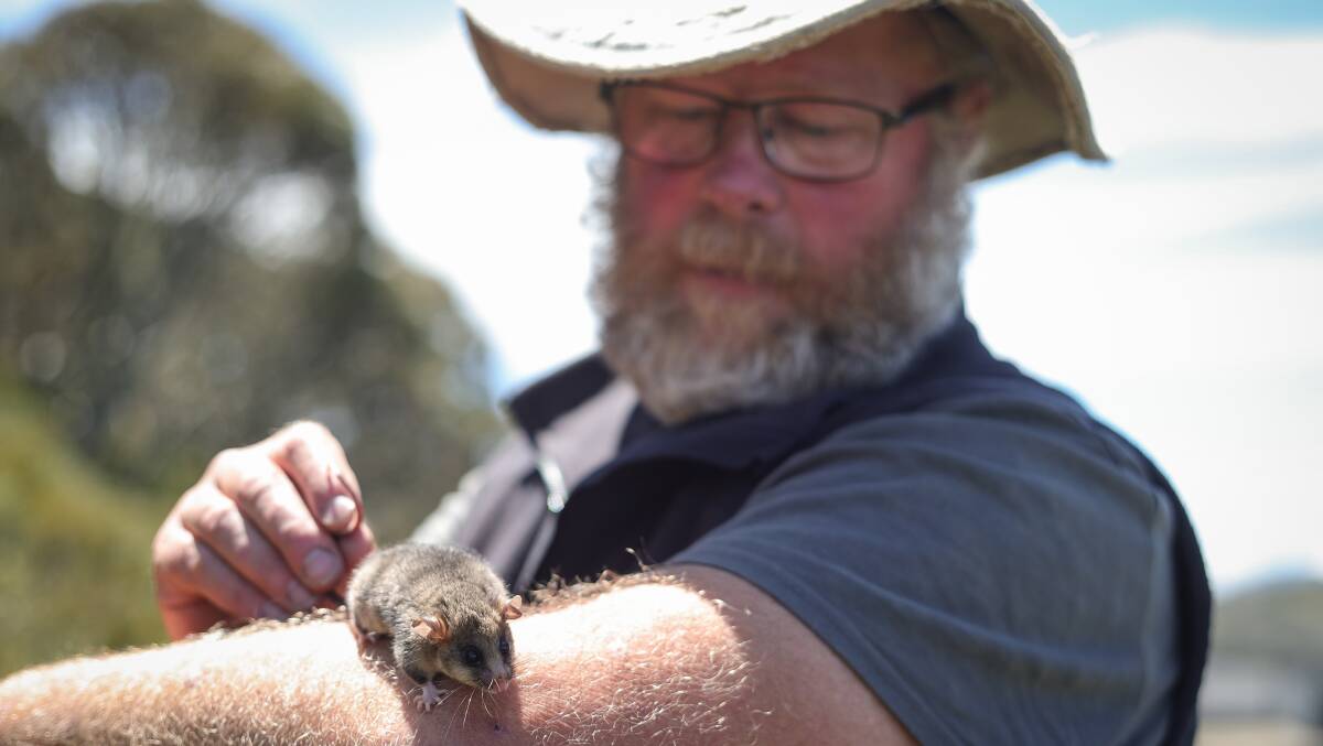 Wildlife biologist Dean Heinze with a mountain pygmy possum. Picture by James Wiltshire 