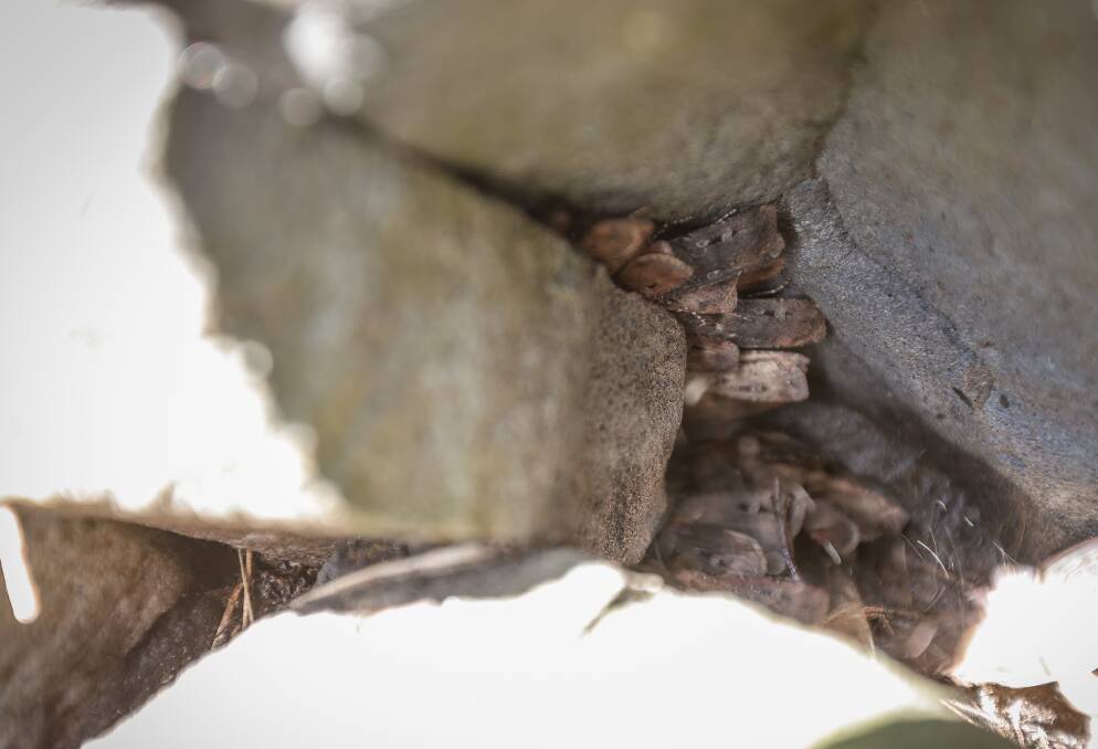 Bogong moths in a boulder field on Mount Loch. Picture by James Wiltshire 
