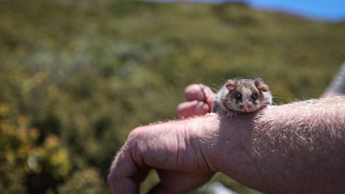 Mountain pygmy possum about to be released. Picture by James Wiltshire 