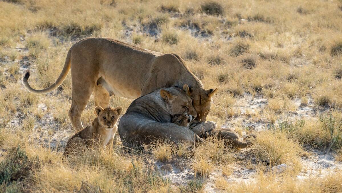 Lionesses and cubs at Etosha National Park.
