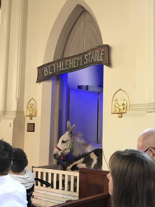 Donkeys are an essential part of the Christmas service at St Matthew's in Albury.