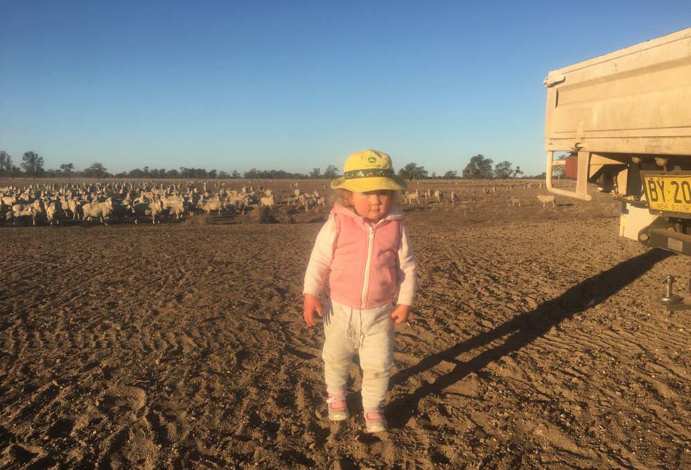  Caroline, 2, helps dad Henry Taylor feed the sheep at 'Warrambone'. Photo: SUPPLIED