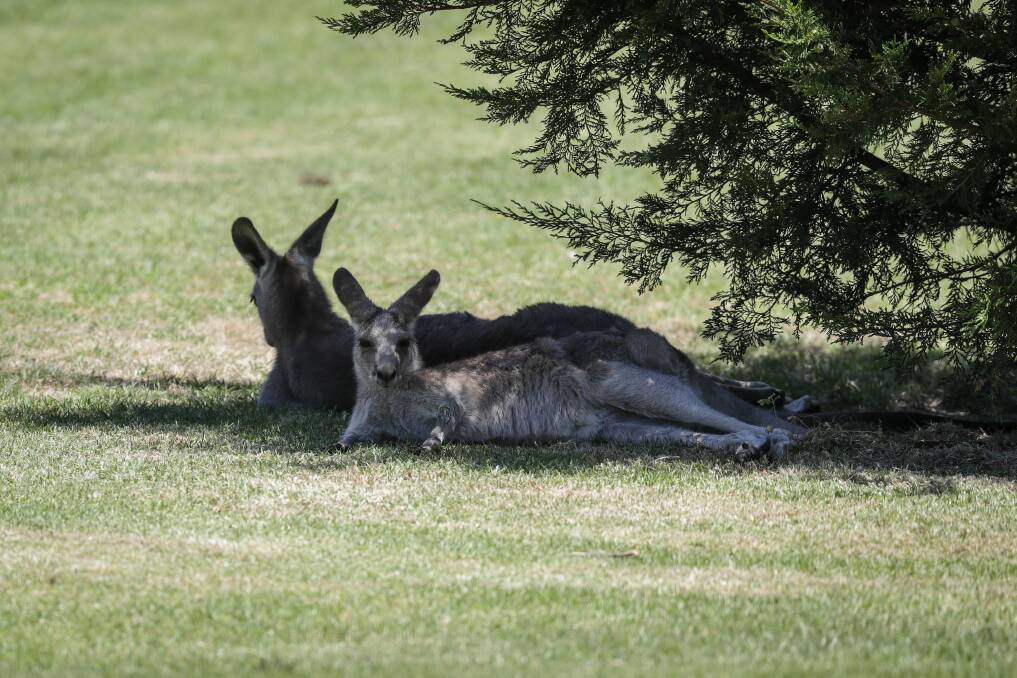 LAZY LIFE: The Commercial Golf Resort Albury has a mob of kangaroos and two were taking it easy as the professionals played nearby.