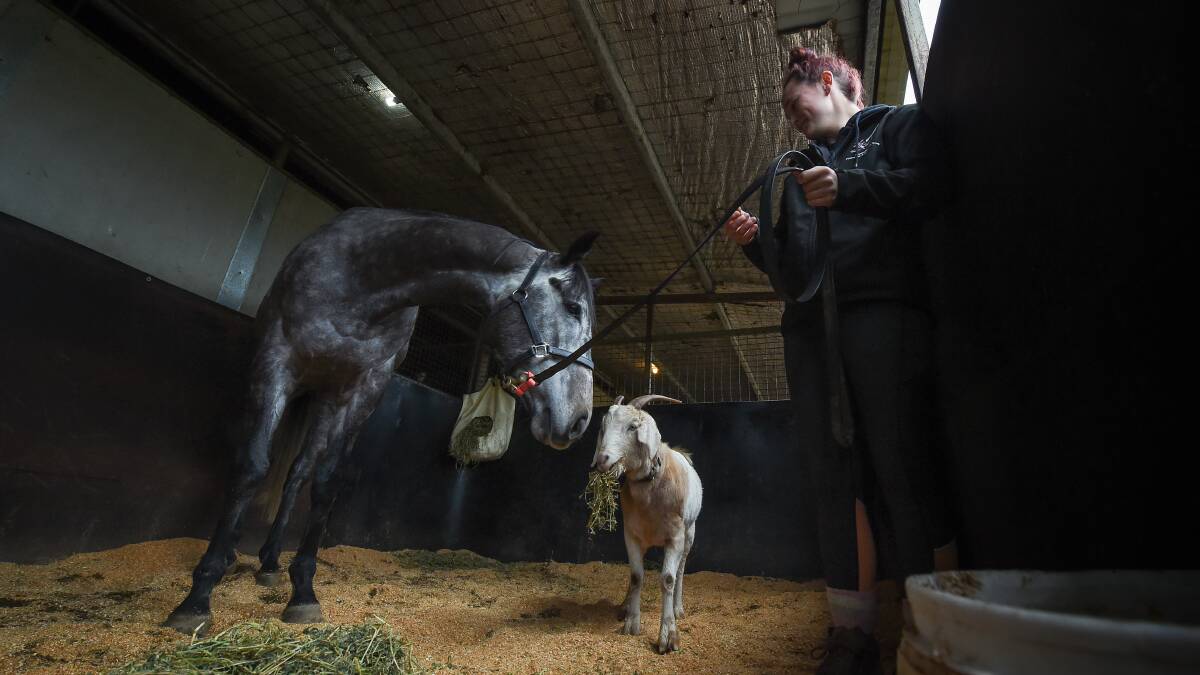 SOULMATES: Mr Trump and Janice the goat with stablehand Kaitlyn Broach. The animals have been constant companions since arriving at Mitch Beer's stables. Picture: MARK JESSER