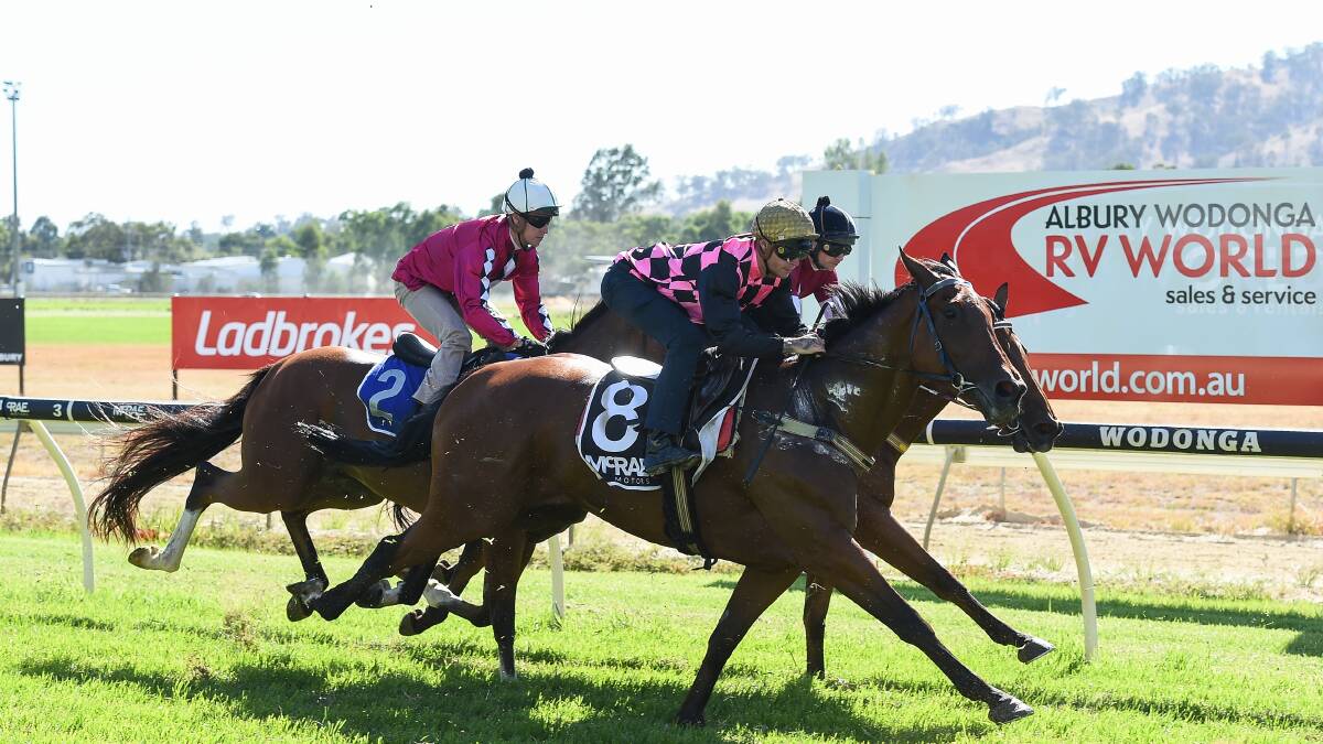 CUP CHANCE: Willi Willi trialing at Wodonga earlier this year. The Albury Gold Cup winner is set to form a three-pronged attack for trainer Craig Widdison on the Wodonga Cup on Friday.