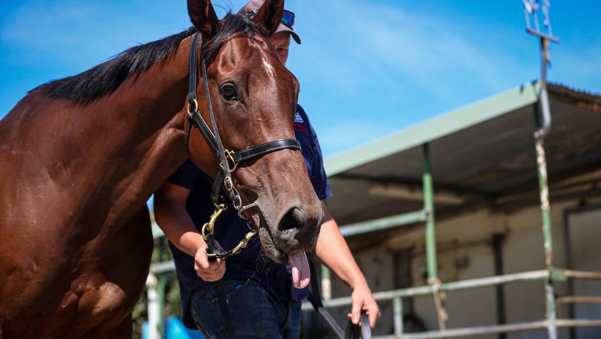 TONGUING FOR ACTION: Willi Willi with stablehand Ben Windsor ahead of today's Albury Gold Cup. The Craig Widdison-trained galloper will be aiming to capture back-to-back Albury features. Picture: JAMES WILTSHIRE