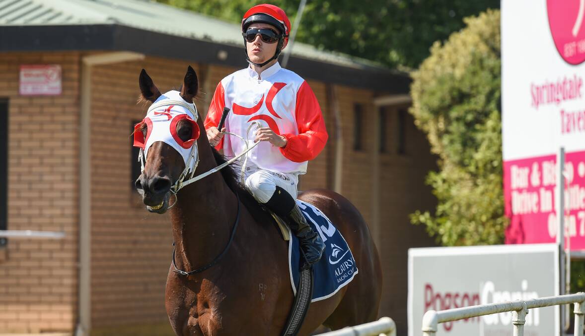 LAST HOORAH: The Norm Loy-trained Falling Waters is set to have her final start at Wagga tomorrow with Brodie Loy booked to ride.