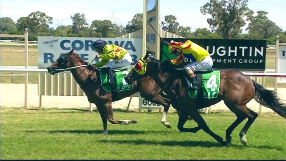 MIGHTY WIN: The Mitch Beer-trained Mighty Feat salutes at Corowa on Monday with Nick Souquet aboard. Picture: MITCH BEER RACING