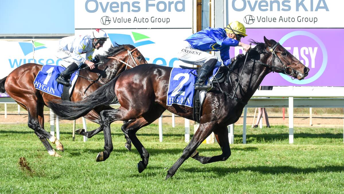 IMPRESSIVE DEBUT: The Mitch Beer-trained Matsumoto won on debut at Wangaratta earlier this month. Picture: RACING PHOTOS