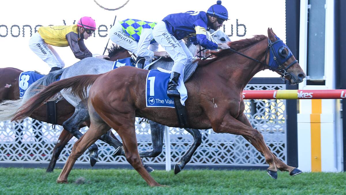 HEAVILY BACKED: The Nick Ryan-trained Mahamedeis winning at Moonee Valley last year with Rhys McLeod aboard. Picture: RACING PHOTOS
