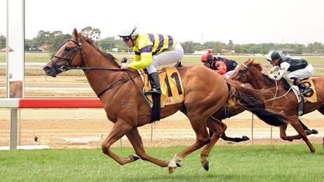 IMPRESSIVE: Tabloid Star made an impressive debut for the Andrew Dale stable at Wagga after being heavily supported in betting. Picture: ANDREW DALE RACING