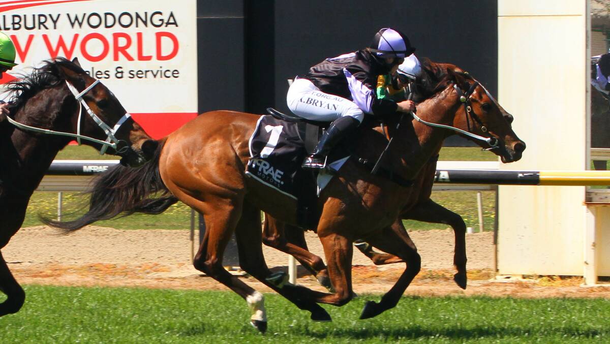 MAIDEN NO MORE: The Ledger-trained Amani Farasi broke through for the first win of her career at Wodonga on Tuesday. Picture: RACING PHOTOS