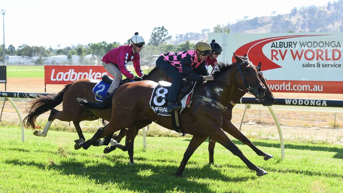 QUICK BACK-UP: Willi Willi is set to race at Pakenham on Saturday after pulling up well from his Wodonga Gold Cup triumph.
